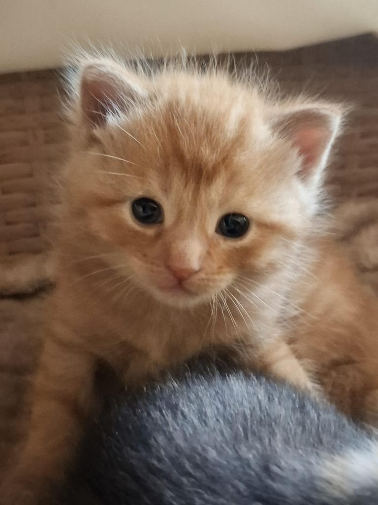 Prachtige kruising britse korthaar kitten, Dieren en Toebehoren, Poes, Ontwormd, 0 tot 2 jaar