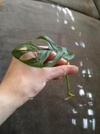 Monstera Adansonii (gatenplant) stekje, Ophalen of Verzenden, Halfschaduw, Minder dan 100 cm