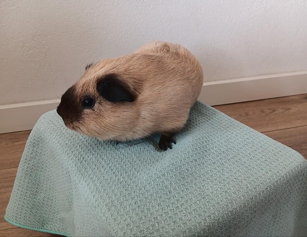 California cavia beertje, Dieren en Toebehoren, April, Mannelijk, Cavia