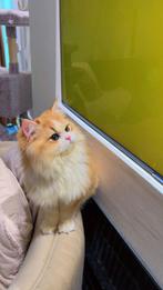 britse langhaar golden shaded, Dieren en Toebehoren, Katten en Kittens | Overige Katten, Meerdere dieren, Langharig, 0 tot 2 jaar