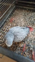Grijze roodstaart papagaai, het is een vrouwtje. Van 2004, Dieren en Toebehoren, Vogels | Hokken en Kooien, Ophalen of Verzenden