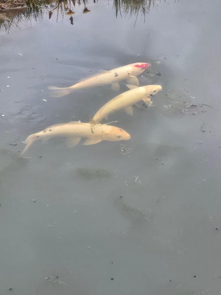 Koi karpers (gereserveerd), Dieren en Toebehoren, Vissen | Vijvervissen, Karper of Koi