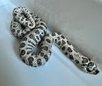 Heterodon Nasicus Super Arctic, Dieren en Toebehoren, Slang, 0 tot 2 jaar