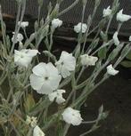 Lychnis coronaria, prikneusje, vaste plant, Tuin en Terras, Planten | Tuinplanten, Volle zon, Vaste plant, Zomer, Ophalen
