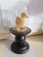 Taxidermy, Verzamelen, Verzenden, Nieuw, Overige soorten, Opgezet dier