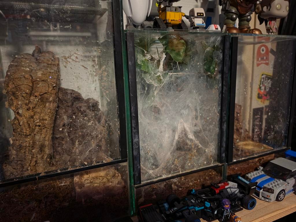 3 terrariums te koop voor O.A vogelspinnen, Dieren en Toebehoren, Ophalen