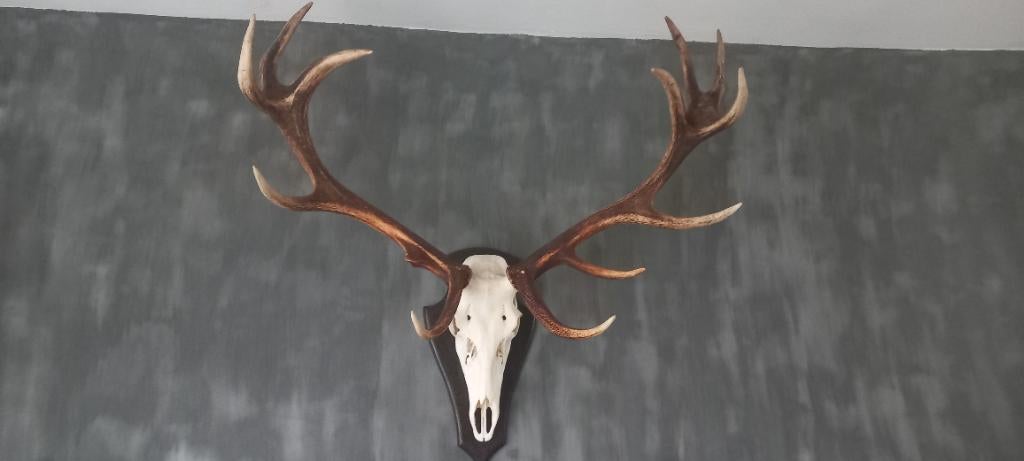 Hert gewei, Huis en Inrichting, Ophalen, Zo goed als nieuw