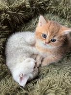Kittens British korthaar, Meerdere dieren, Met stamboom, 0 tot 2 jaar