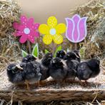 Jonge tamme Amrock kriel kuikens gesekst en ingeënt, Vrouwelijk, Kip