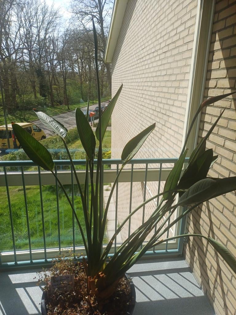 Te koop strelitzia reginae, Huis en Inrichting, Ophalen, Halfschaduw