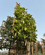 1x leiboom Prunus laurocerasus Novita, Leiboom, Halfschaduw, 250 tot 400 cm, Ophalen