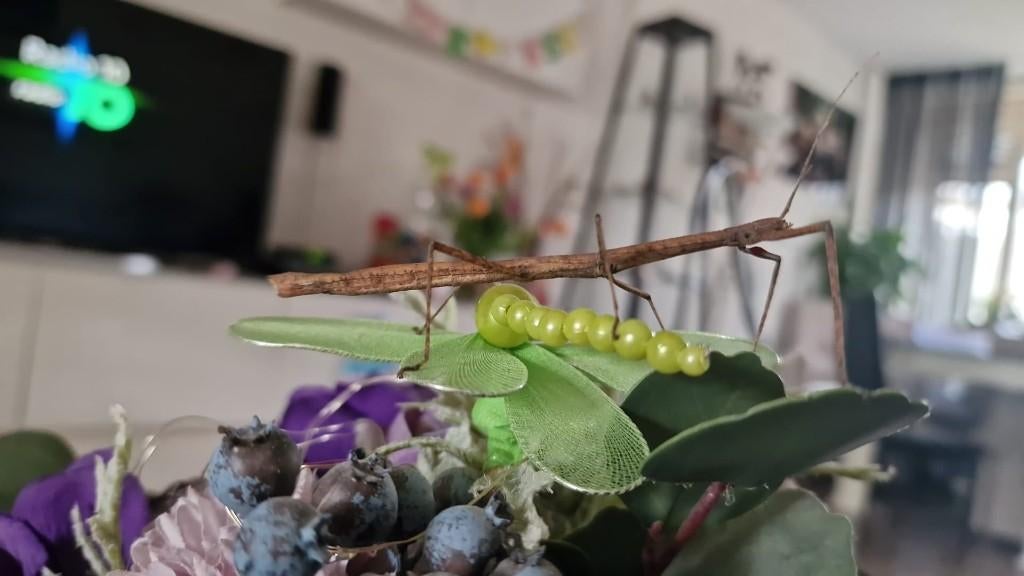 Wandelende takken (Indische), Wandelende tak