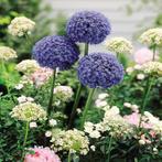 Blauw/witte Allium bollen in pot, Tuin en Terras, Bloembollen en Zaden, Ophalen