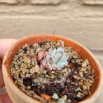 Sedum Perezdelarosae, Verzenden, Vetplant, Halfschaduw, Minder dan 100 cm
