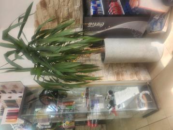 Plant  beschikbaar voor biedingen