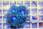 Zeeaquarium koraal Duncan, Dieren en Toebehoren, Gevuld zeewateraquarium, Ophalen of Verzenden