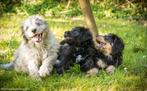 Nog 1 geweldige Bernedoodle reutje, Dieren en Toebehoren, Honden | Chihuahua's en Gezelschapshonden, CDV (hondenziekte), 8 tot 15 weken