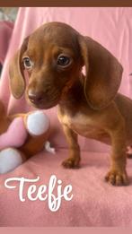 Teckels puppy's, Dieren en Toebehoren, Honden | Teckels en Dashonden, Standaard, CDV (hondenziekte), 8 tot 15 weken, Korthaar