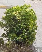 4 leuke planten te koop, zelf uitgraven, Tuin en Terras, Planten | Bomen, Ophalen, Volle zon, Overige soorten, Minder dan 100 cm