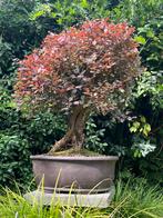 Bonsai Loropetalum, Ophalen of Verzenden, Halfschaduw, Overige soorten
