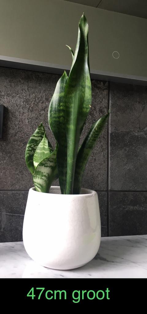 Vintage bloempotten met bio kamerplanten, Tuin en Terras, Bloempotten, Zo goed als nieuw, Terracotta, Binnen, Minder dan 40 cm