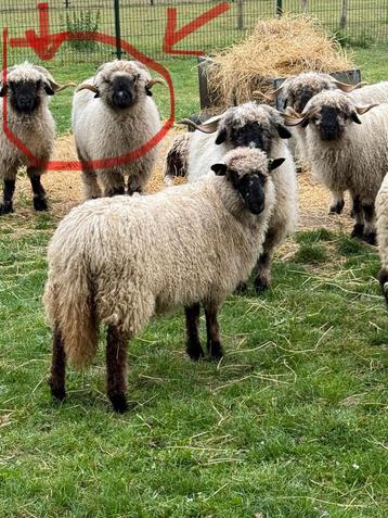 Walliser schwartznase ooien beschikbaar voor biedingen