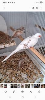 Jonge bonte diamand duifjes, Meerdere dieren, Overige soorten