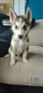 Prachtige husky-puppy's op zoek naar een permanent thuis, Dieren en Toebehoren, Honden | Poolhonden, Keeshonden en Oertypen, 8 tot 15 weken