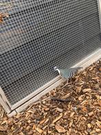 Dolsteekduif, Dieren en Toebehoren, Vogels | Duiven, Geslacht onbekend, Overige soorten