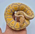 0.1 Banana Spotnose het Clown/Cryptic, 66%G-Stripe, 50% DG, Dieren en Toebehoren, Reptielen en Amfibieën, Hagedis, 0 tot 2 jaar