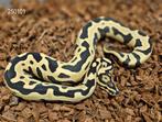 Leopard Pastel DG het Amur x Harlequin Yellow Belly DG, Dieren en Toebehoren, Reptielen en Amfibieën, Slang, 0 tot 2 jaar