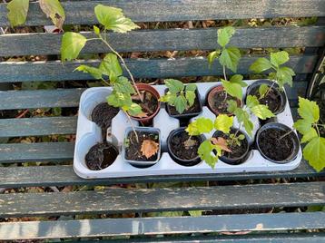 Jonge hibiscus plantjes , struikjes , ca 5-10 cm hoog beschikbaar voor biedingen