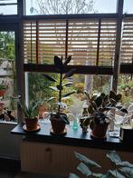 Raamdecoratie, Ophalen, Zo goed als nieuw