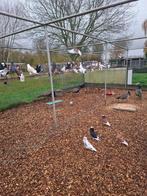 Sierduiven, ruime keuze, Dieren en Toebehoren, Vogels | Duiven, Meerdere dieren, Overige soorten