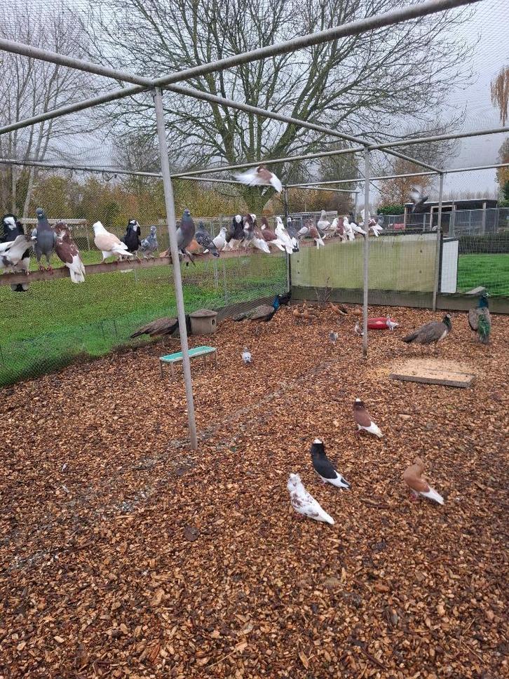 Sierduiven, ruime keuze, Dieren en Toebehoren, Vogels | Duiven, Overige soorten, Meerdere dieren