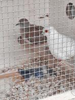 koppel diamantduiven, Dieren en Toebehoren, Vogels | Duiven, Meerdere dieren, Overige soorten