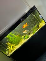 Aquarium te koop met vissen en toebehoren, Ophalen, Zo goed als nieuw, Gevuld zoetwateraquarium