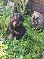 Australian Shepherd x Berner Sennen x oud duitse herder, Dieren en Toebehoren, Nederland, CDV (hondenziekte), 8 tot 15 weken, Meerdere