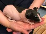 Gezocht skinny Baldwin cavias., Dieren en Toebehoren, Knaagdieren, Meerdere dieren, Cavia, Na 1 juli 2024