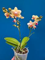 Orchidee Phalaenopsis Kleinbloemig special (1), Ophalen of Verzenden, Halfschaduw, Minder dan 100 cm