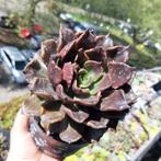 vetplant,succulent, Huis en Inrichting, Kamerplanten, Ophalen of Verzenden, Overige soorten, Minder dan 100 cm