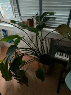Grote kamerplant, Ophalen, 100 tot 150 cm, Overige soorten, Halfschaduw