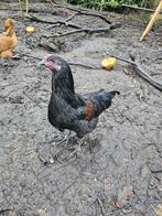 2 hanen araucana  vorwerk, Dieren en Toebehoren, Pluimvee, Mannelijk, Kip