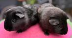 2 gladhaar cavia beren, Dieren en Toebehoren, Knaagdieren, Cavia, Juni, Mannelijk, Tam