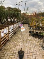 Prunus domestica Victoria - Pruimenboom, Overige soorten, Lente, 100 tot 250 cm, Ophalen