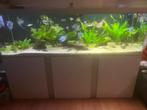Aqarium 200cm (Akvastabil Fusion), Dieren en Toebehoren, Vissen | Aquaria en Toebehoren, Ophalen, Gevuld zoetwateraquarium