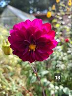 Dahlia knollen, paars, geel, ruilen of €2 per knol, Tuin en Terras, Bloembollen en Zaden, Ophalen of Verzenden, Volle zon, Knol