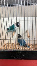 Agapornis personata koppel, Dieren en Toebehoren, Meerdere dieren, Dwergpapegaai of Agapornis