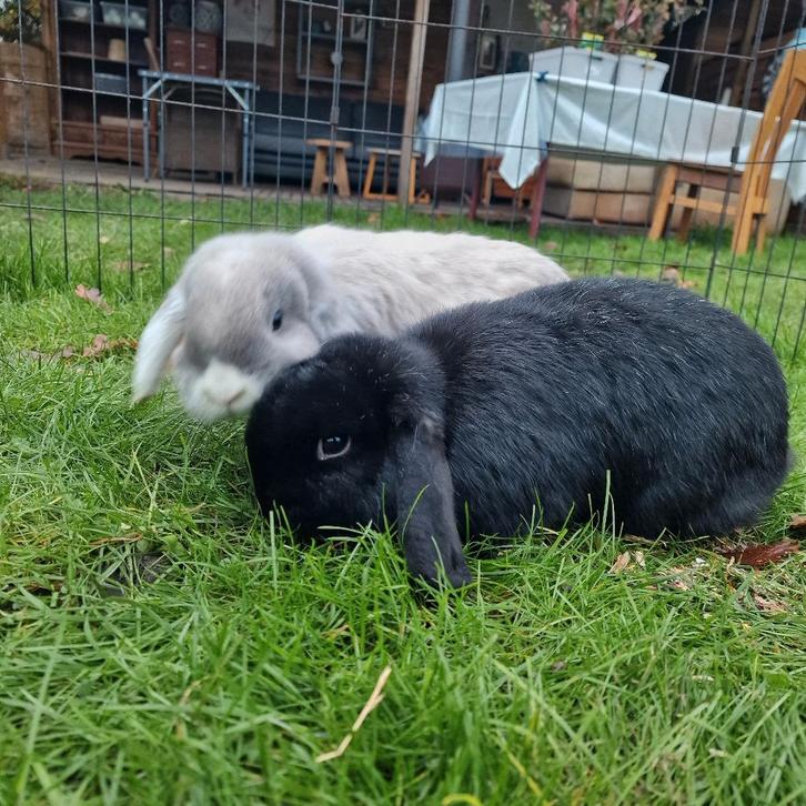 Hangoorkonijntjes, gekoppelde koppeltjes, Dieren en Toebehoren, Konijnen, Klein, Meerdere dieren, 0 tot 2 jaar, Hangoor