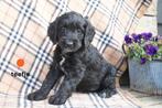 Sportieve springer spaniel x labradoodle pups., Nederland, Parvo, Overige rassen, 8 tot 15 weken